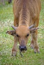 Ox is nibbling the grass on the ground.