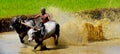 Ox race of Kerala, India