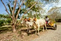 Ox team on the Tarcoles River