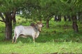 OX at thailand country