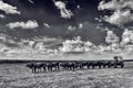An ox-wagon or bullock wagon under the African sky at Sandstone Estates in black and white.
