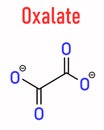 Oxalate anion, chemical structure. Oxalate salts can form kidney stones. Skeletal formula.