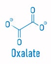 Oxalate anion, chemical structure. Oxalate salts can form kidney stones. Skeletal formula.
