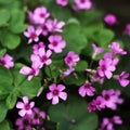 OXALIS