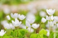 Oxalis acetosella Royalty Free Stock Photo