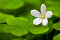 Oxalis acetosella common wood sorrel blooming in the springtime