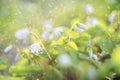 Oxalis acetosella or wood sorrel small forest flowers in raindrops of water Royalty Free Stock Photo