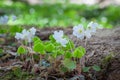 Oxalis acetosellathe, wood sorrel or common wood sorrel, grow in trunk.