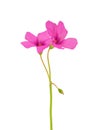 Pink-sorrel isolated on white background, Oxalis articulata