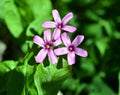 Oxalis articulata