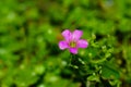 Oxalis articulata Royalty Free Stock Photo