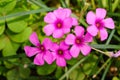 Oxalis articulata