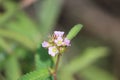 Cambodia. Oxalis barrelieri. Siem Reap province. Royalty Free Stock Photo