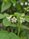 Oxalis barrelieri, the Barrelier's woodsorrel or lavender sorrel, is a plant from the genus Oxalis