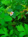 The Oxalis barrelieri or calincing plant has beautiful small flowers Royalty Free Stock Photo