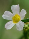 Oxalis barrelieri flower in close-up photo