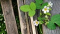 Oxalis barrelieri plant, with white flowers old wood Royalty Free Stock Photo