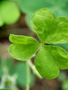 Oxalis corniculata also called creeping woodsorrel, procumbent yellow sorrel, sleeping beauty with a natural background Royalty Free Stock Photo