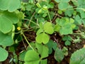 Oxalis corniculata also called creeping woodsorrel, procumbent yellow sorrel, sleeping beauty with a natural background Royalty Free Stock Photo
