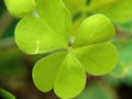 Oxalis corniculata also called creeping woodsorrel, procumbent yellow sorrel, sleeping beauty with a natural background Royalty Free Stock Photo