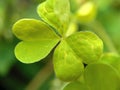 Oxalis corniculata also called creeping woodsorrel, procumbent yellow sorrel, sleeping beauty with a natural background Royalty Free Stock Photo