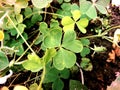 Oxalis corniculata also called creeping woodsorrel, procumbent yellow sorrel, sleeping beauty with a natural background Royalty Free Stock Photo