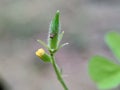 Oxalis corniculata also called creeping woodsorrel, procumbent yellow sorrel, sleeping beauty with a natural background Royalty Free Stock Photo