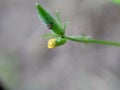 Oxalis corniculata also called creeping woodsorrel, procumbent yellow sorrel, sleeping beauty with a natural background Royalty Free Stock Photo