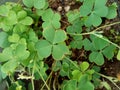 Oxalis corniculata also called creeping woodsorrel, procumbent yellow sorrel, sleeping beauty with a natural background Royalty Free Stock Photo