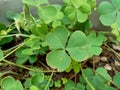 Oxalis corniculata also called creeping woodsorrel, procumbent yellow sorrel, sleeping beauty with a natural background Royalty Free Stock Photo