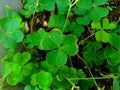 Oxalis corniculata also called creeping woodsorrel, procumbent yellow sorrel, sleeping beauty with a natural background Royalty Free Stock Photo