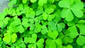 Oxalis corniculata changori tinpatiya stock photo Royalty Free Stock Photo