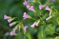 Oxalis corniculata