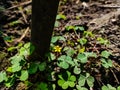 Oxalis corniculata, the creeping woodsorrel, resembles the common yellow woodsorrel, Oxalis stricta. It is a somewhat delicate-