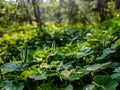 Oxalis corniculata, the creeping woodsorrel, resembles the common yellow woodsorrel, Oxalis stricta. It is a somewhat delicate-