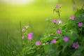 Oxalis corniculata L