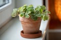 Oxalis corymbosa aureo-reticulata in flower pot, known as Woodsorrel plant on windowsill at home.