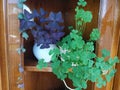 Oxalis corymbosa and Oxalis triangularis on indoor shelf Royalty Free Stock Photo