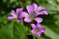 Oxalis corymbosa ( Pink wood-sorrel ) flowers.