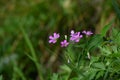 Oxalis corymbosa ( Pink wood-sorrel ) flowers. Royalty Free Stock Photo