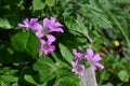 Oxalis corymbosa ( Pink wood-sorrel ) flowers. Royalty Free Stock Photo