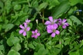 Oxalis corymbosa ( Pink wood-sorrel ) flowers. Royalty Free Stock Photo