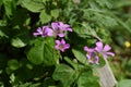 Oxalis corymbosa ( Pink wood-sorrel ) flowers. Royalty Free Stock Photo