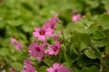 Oxalis corymbosa with rainy drops Royalty Free Stock Photo