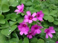 Oxalis corymbosa with rainy drops Royalty Free Stock Photo