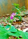 Oxalis debilis var.Lilac Oxalis, Pink woodsorrel