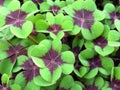 Oxalis deppei