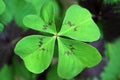 Oxalis deppei Iron Cross- Lucky Clover