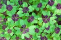 Oxalis Deppei Leaves ( Oxalis Tetraphylla )