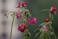 Oxalis deppei tetraphylla beautiful flowering bulbous plants, four-leaved pink sorrel flowers in bloom, flower head detail